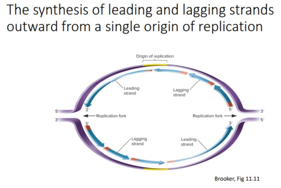 <p><span>synthesis is also in the 5’ to 3’ direction, away from the replication fork; many RNA primers are required; DNA pol III uses the RNA primers to synthesize small DNA fragments.</span></p>
