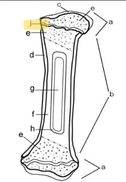 <p>Epiphyseal line</p>