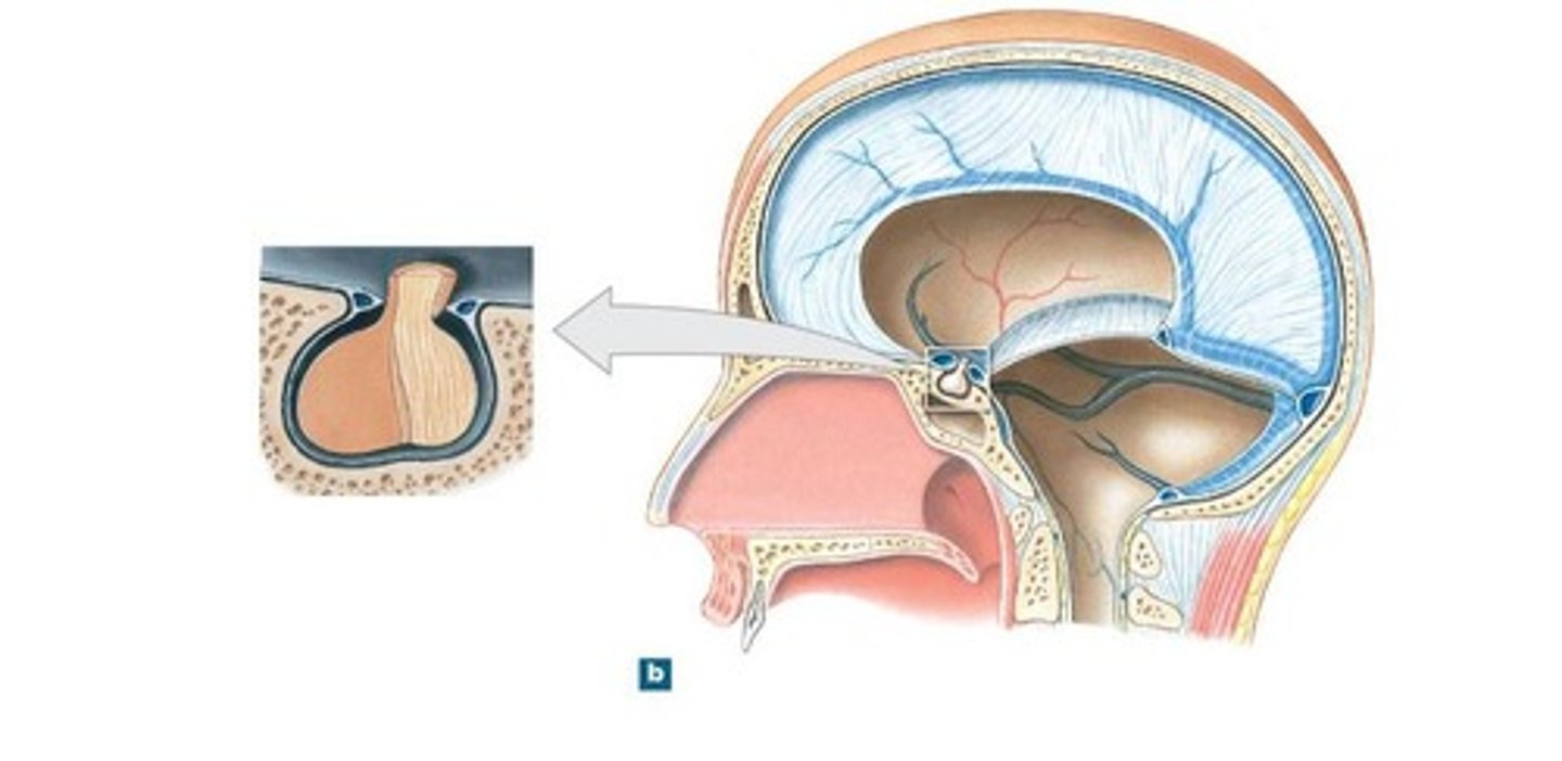 <p>smallest infolding covering pituitary gland &amp; sella turcica</p>