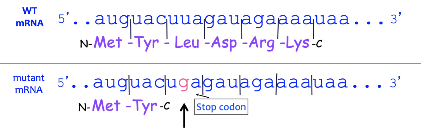 <p>what type of mutation?</p>