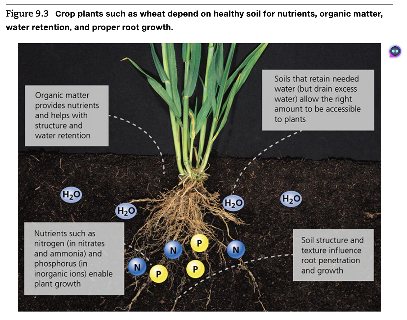 <p>Crop plants such as wheat depend on healthy soil for nutrients, organic matter, water retention, and proper root growth</p>