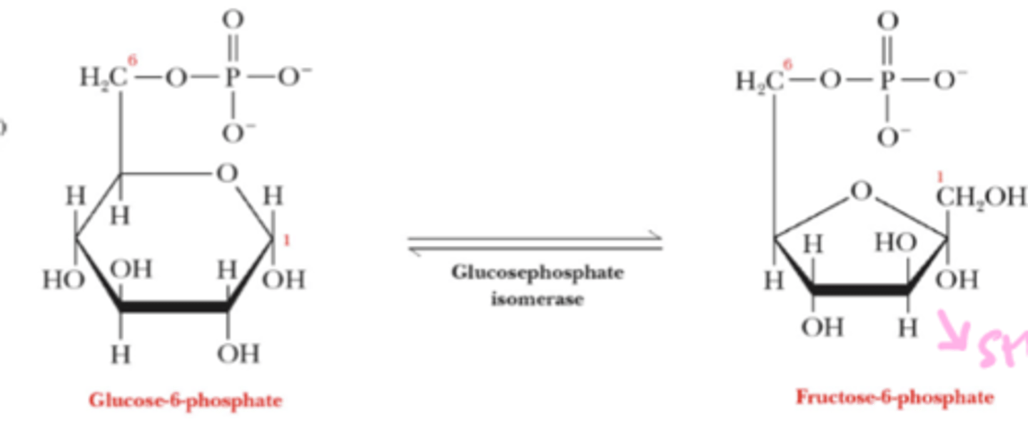 <p>G6P is isomerized to fructose-6-phosphate (F6P)</p>