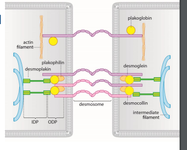 Desmosomes bind to desmosomes on adjacent cells

Attached to cytoskeleton

Helps resist shearing force

flexible and can move to precent ripping of cells