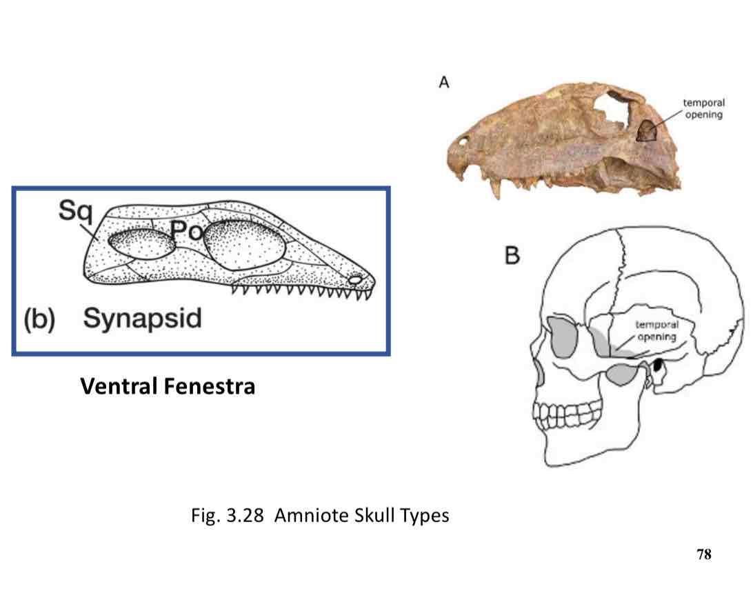 <p>ventral fenestra</p>