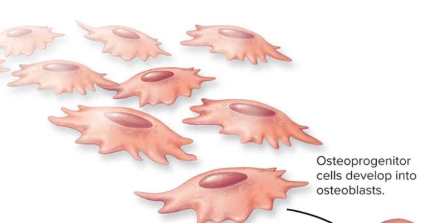 <p>What are osteoprogenitor cells in bone?</p>