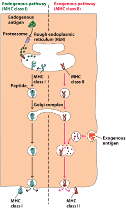 <p>endogenous/cytosolic (MHC class 1)</p><ul><li><p>Ag gets degraded by a proteasome in the cytosol into Ag peptides. Chaperons guide the peptide to assemble it onto MHC in the RER then progresses through the endomembrane system (vesicle, golgi, vesicle, PM), to present on PM</p></li></ul><p>exogenous pathway</p><ul><li><p>MHC class 2 leaves the RER in a vesicle and travels to golgi</p></li><li><p>leaves golgi in a vesicle</p></li><li><p>exogenous antigen gets engulfed in an acidic vesicle which degrades the Ag into Ag peptides</p></li><li><p>the MHC and Ag peptide vesicles merge so the MHC and peptide assemble and move to PM</p></li></ul>