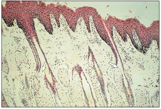 <p>name of histologic slide:</p><p>Specie:</p><p>Stain used:</p>