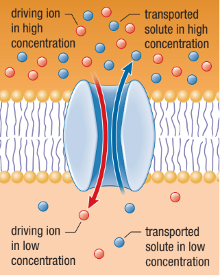 <p><span>The driving ion moves through the membrane in one direction providing energy for the transport of another molecule in the opposite direction</span></p>