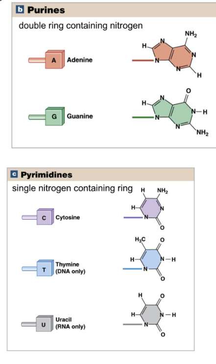 <p>Purines: double nitrogen ring</p><ul><li><p>Adenine and Guanine</p></li></ul><p>Pyrimidines: single nitrogen ring&nbsp;</p><ul><li><p>Cytosine, Thymine, Uracil</p></li></ul><p>Purines always pair with pyrimidines</p><ul><li><p>A - T/U</p></li><li><p>G - C</p></li></ul><p></p>