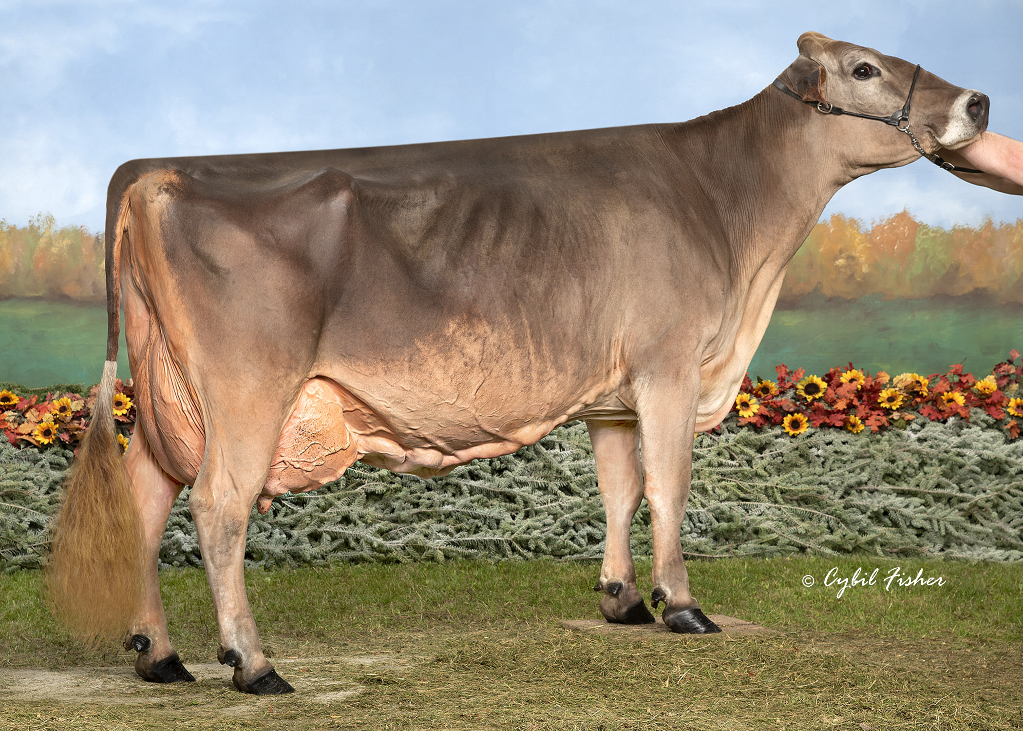 <p>Brown Swiss</p>