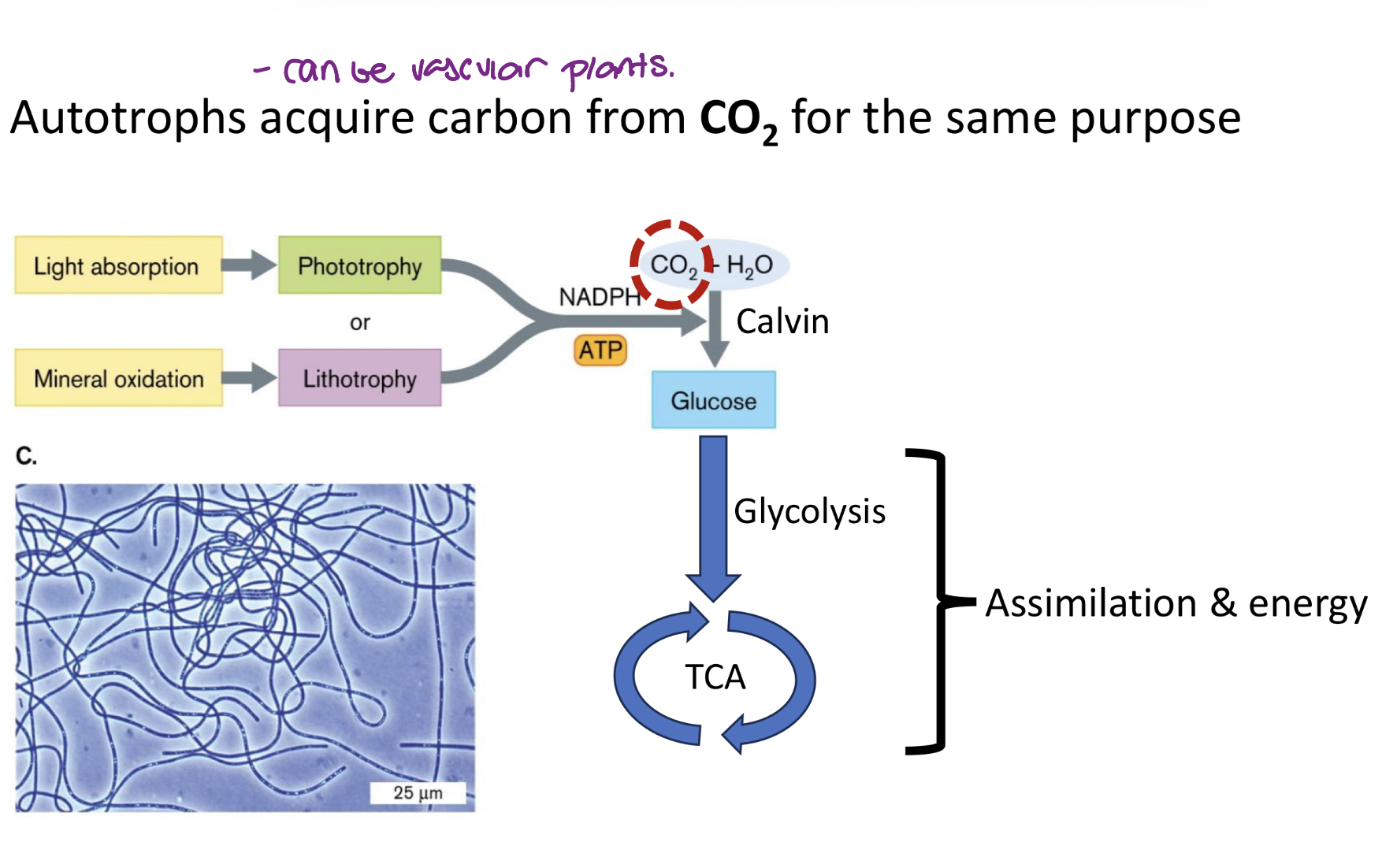<p>Gets their carbon from CO2</p>