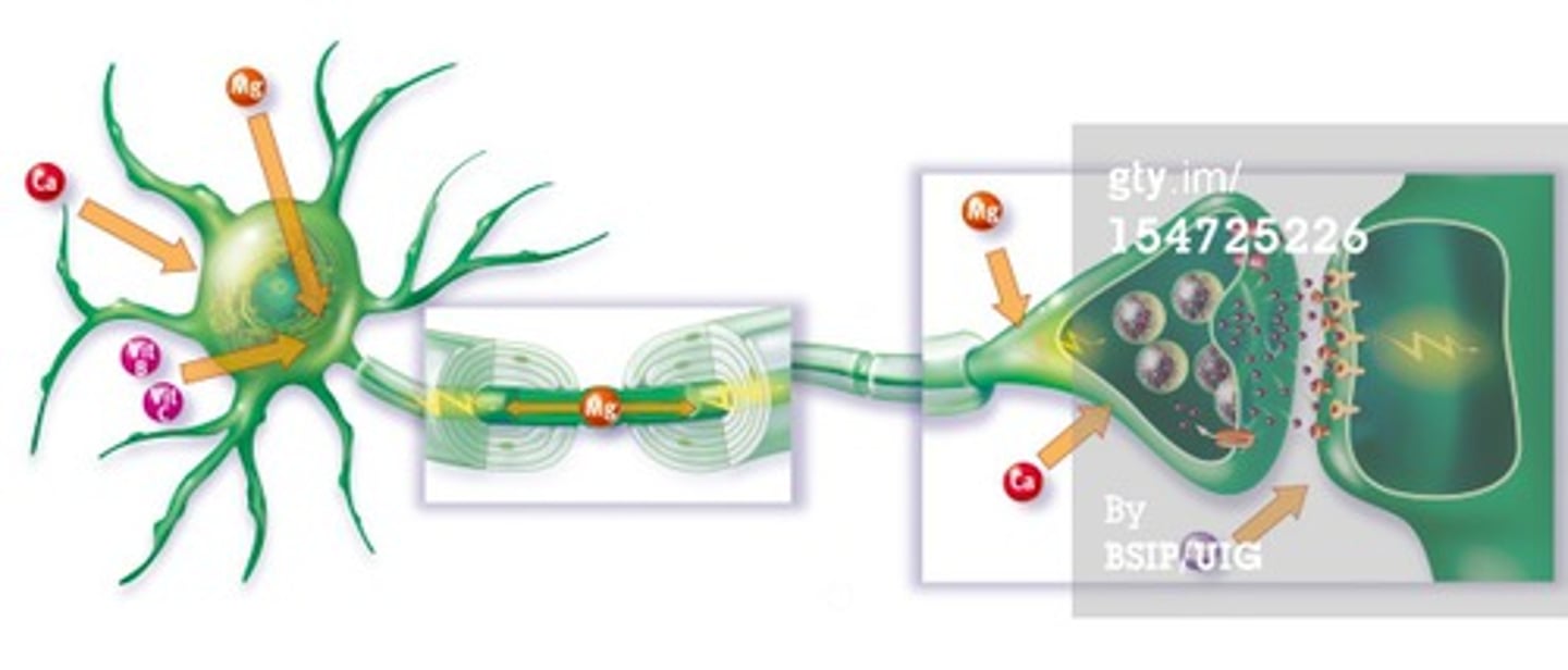 <p>an electrical signal that passes along nerve cells called neurones</p>