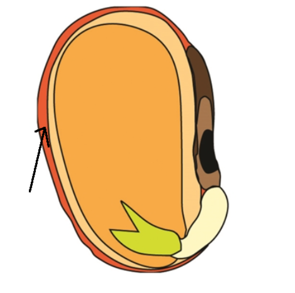 <p>protective coating</p>