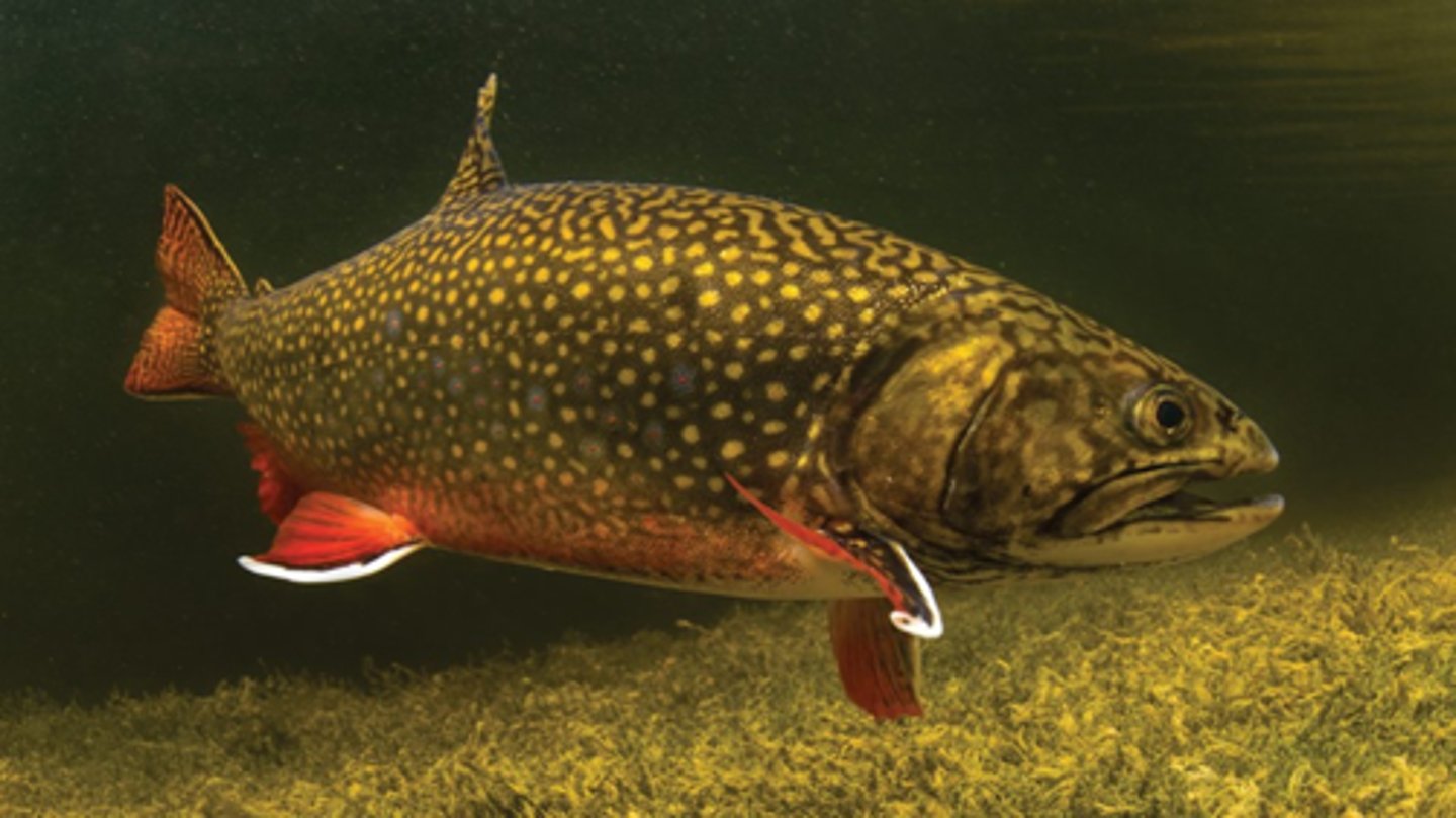 <p>FACTS:</p><p>- found in areas below 65°F</p><p>- require colder water to survive</p><p>- have a high oxygen content are adapted to low nutrient water</p><p>- can withstand higher velosity areas</p><p>- feeds on aquatic insects</p><p>- as adults they are pescators</p><p>- are slim and elongated (making them hydrodynamic)</p>