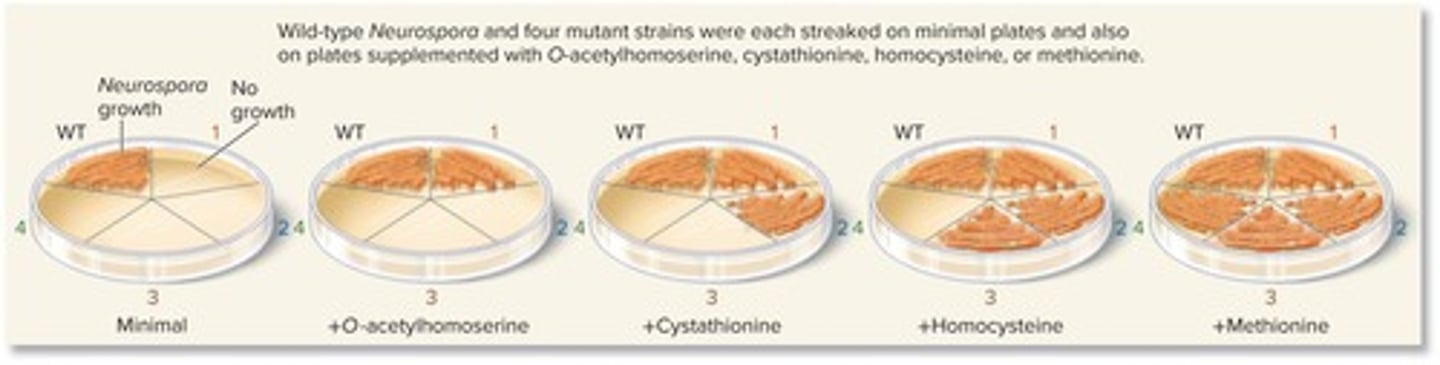 <p>Neurospora crassa.</p>
