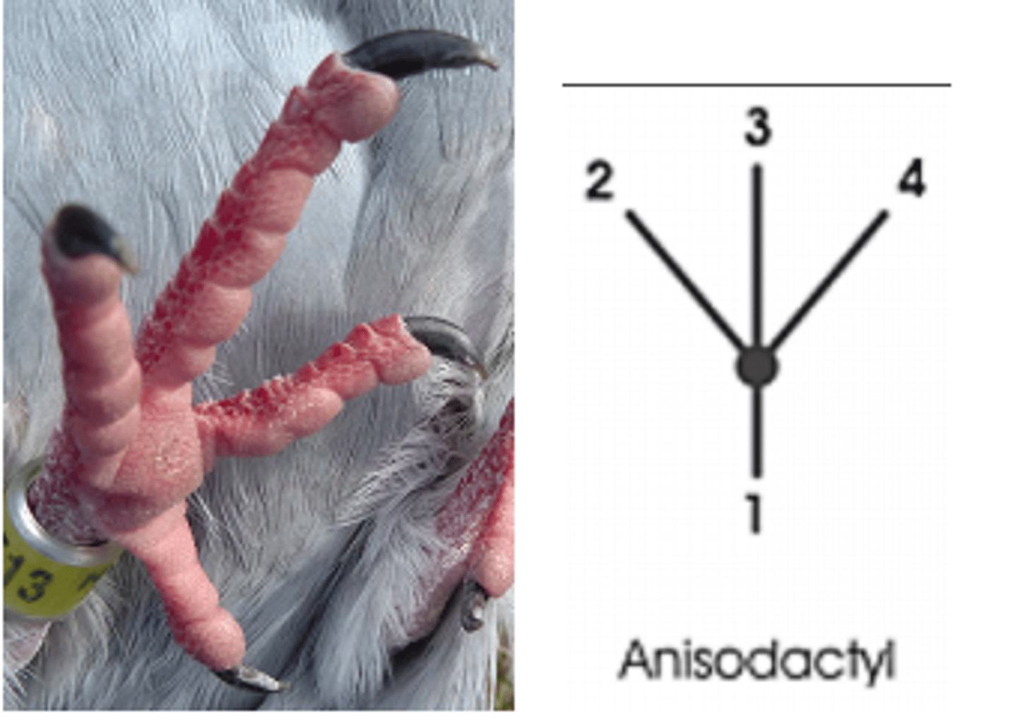 <p>Anisodactyl</p>
