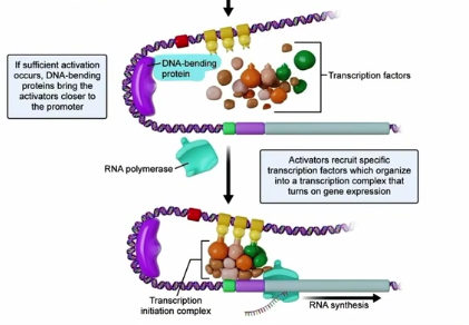<ul><li><p>DNA bending protein will bend DNA to bring the promoter regions and silencers/Enhancers in close proximity to one another</p></li><li><p>Silencers/Enhancers can bind with transcription factors that can then bind with the promoter region to upregulate or downregulate the rate of transcription</p></li></ul><p></p>