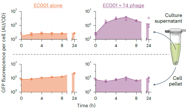 <p>Control: Without phage </p>
