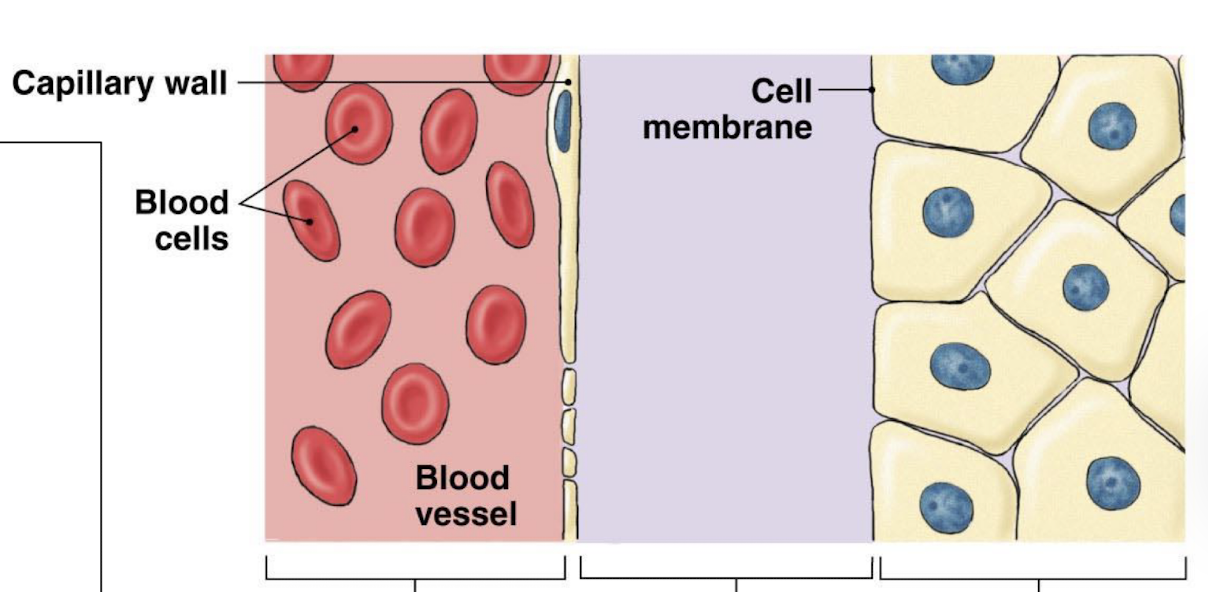 <ol><li><p>extracellular fluid </p></li><li><p>intracellular fluid</p></li></ol><p></p>
