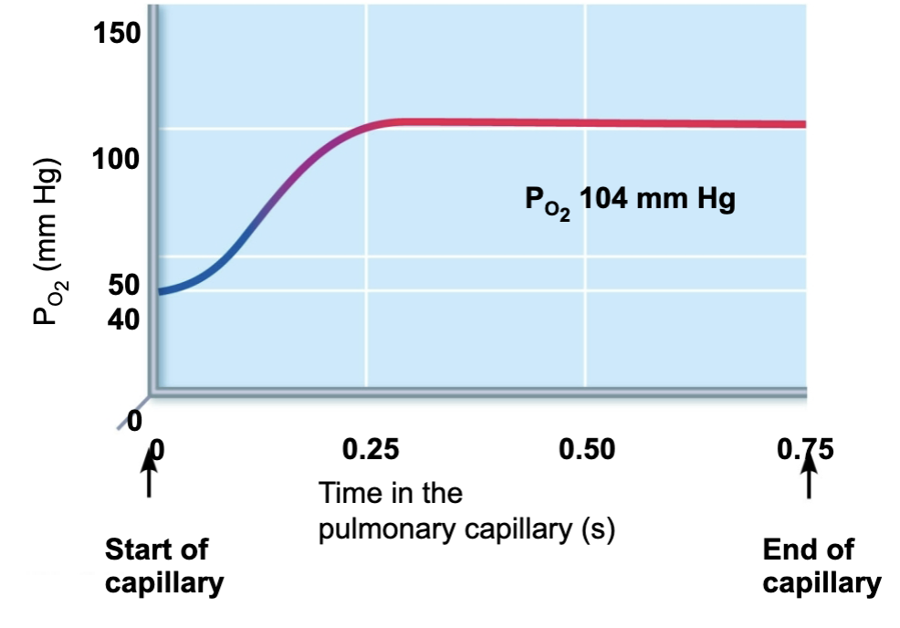 <ul><li><p><span style="color: blue;"><strong><span>A STEEP partial pressure gradient exist between blood in the pulmonary arteries and alveoli and O</span><sub><span>2</span></sub><span> diffuses rapidly </span></strong></span> until it reaches equilibrium at P<sub>O2</sub> of 104 mmHg</p><ul><li><p><span style="color: purple;"><strong><mark data-color="purple" style="background-color: purple; color: inherit;"><span>Alveoli → Blood </span></mark></strong></span></p></li></ul></li><li><p><span style="color: red;"><strong><span>CO</span><sub><span>2</span></sub><span> moves in the opposite direction ALONG a partial pressure that is much LESS steep</span></strong><span> </span></span>→ reaching equilibrium at 40 mmHg</p><ul><li><p><span style="color: purple;"><strong><mark data-color="purple" style="background-color: purple; color: inherit;"><span>Blood → alveoli </span></mark></strong></span></p></li></ul></li></ul><p></p>