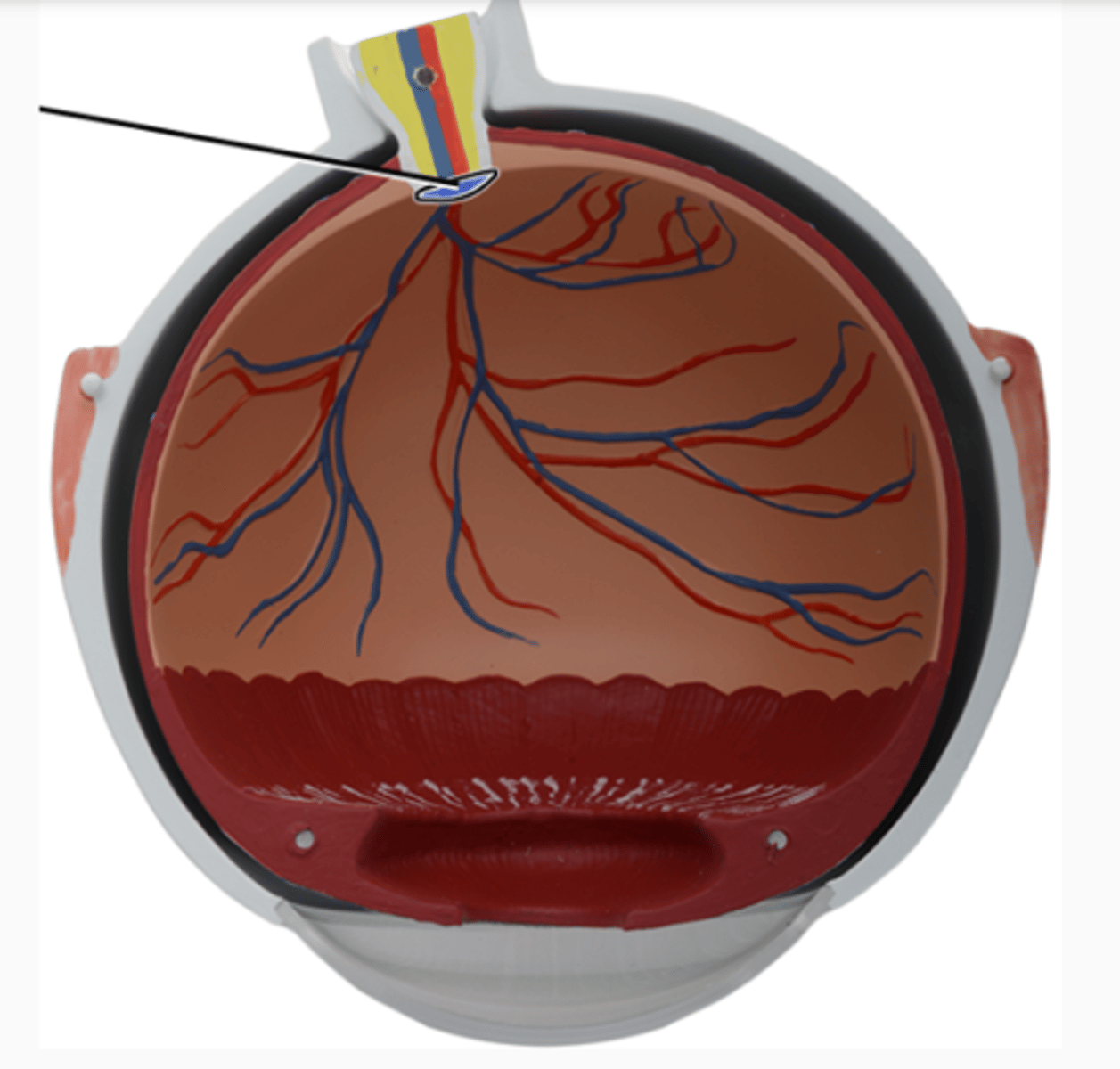 <p>region where the optic nerve pierces the eye (optic nerve-optic disk- retina)</p>