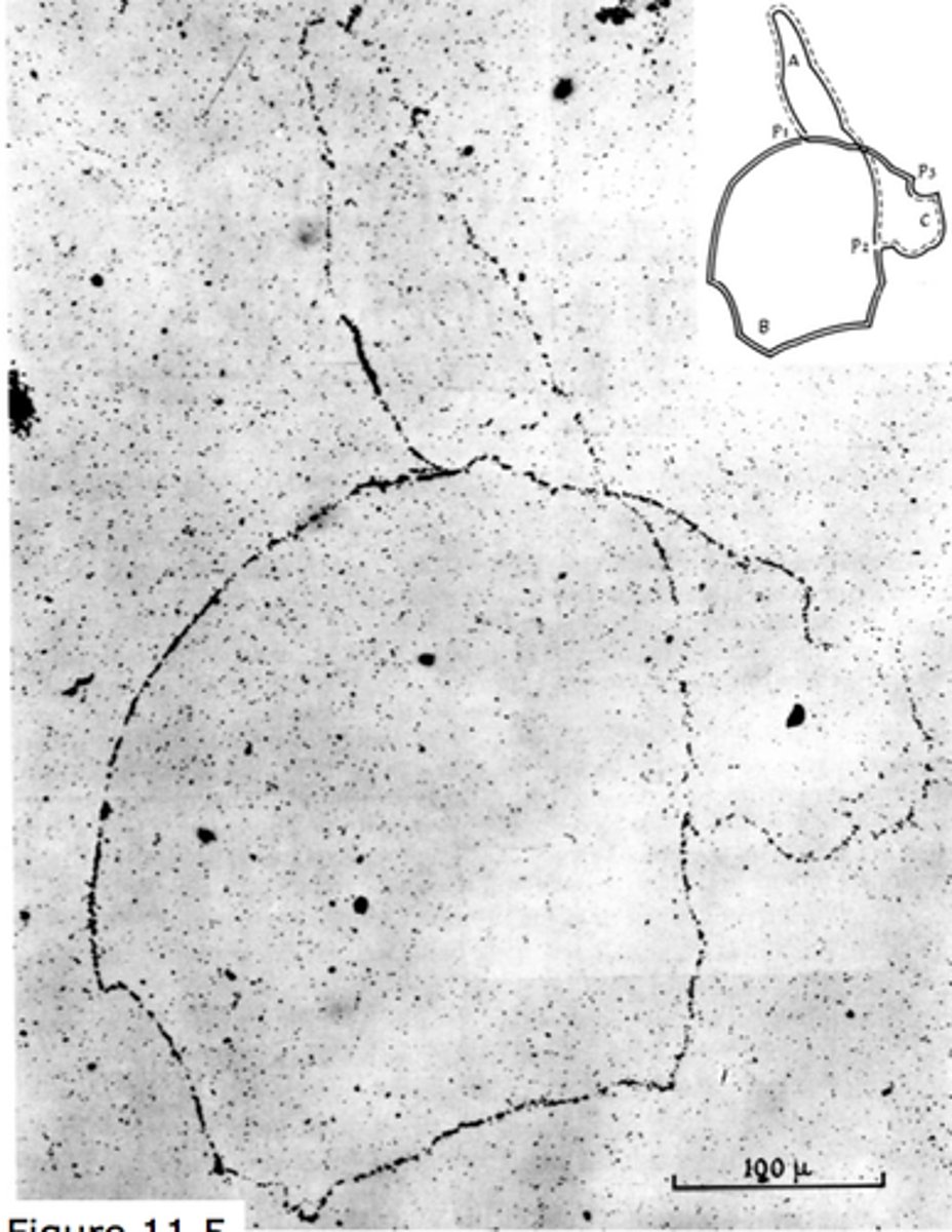 <p>Used radioactive markers to determine the length of DNA which helps determine how many base pairs DAN contains. Done through taking a photograph and producing autoradiograph. Can observe stages of replication.</p>