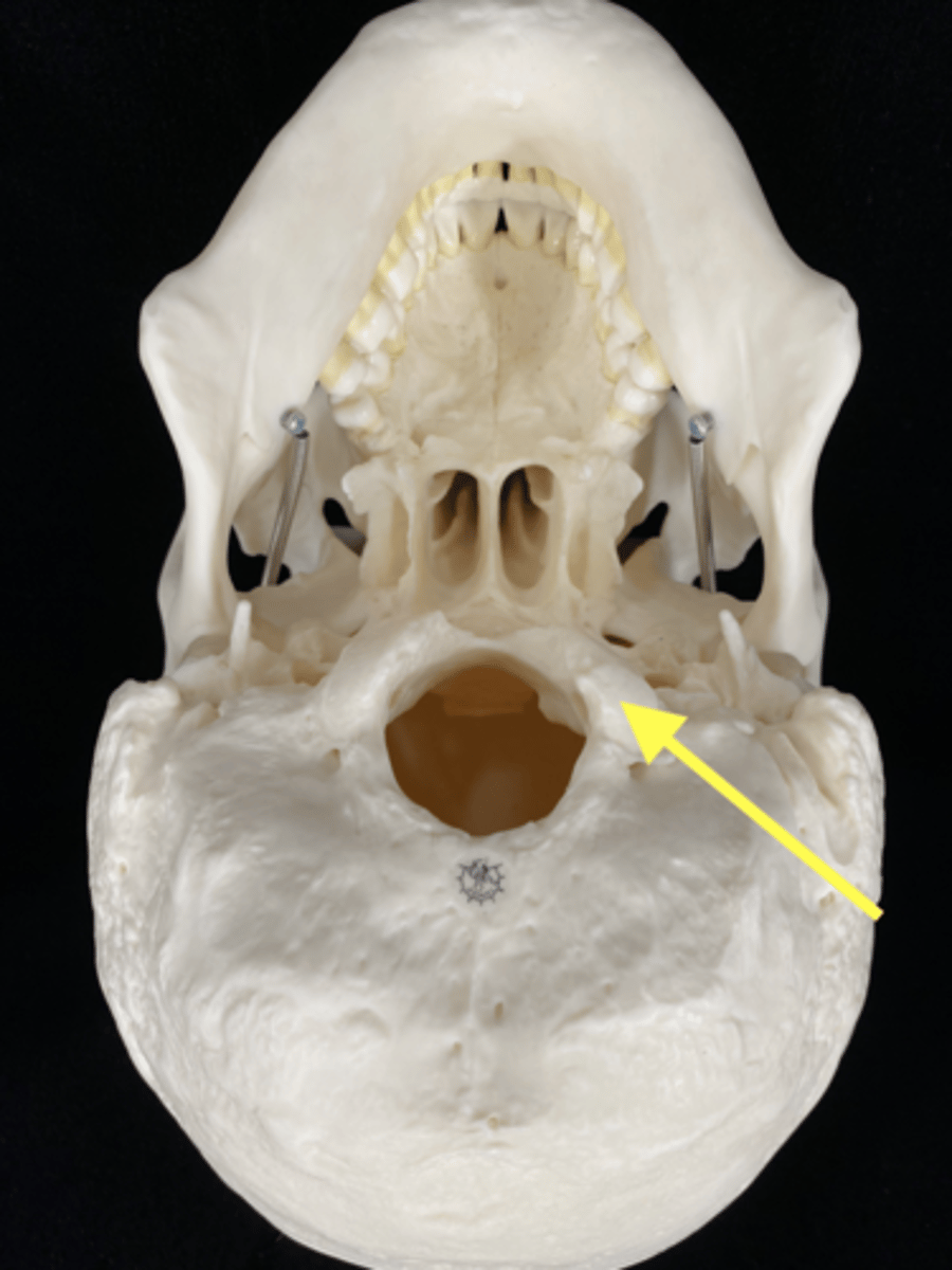 <p>name bone + feature</p>
