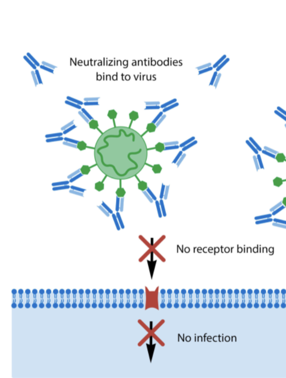 <p>antibodies surround the virus and block ability to bind to host cell</p>