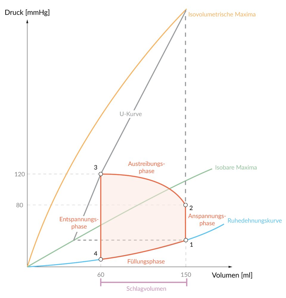 <p>A. Phase [4] follows along the diastolic (resting) filling curve.</p>