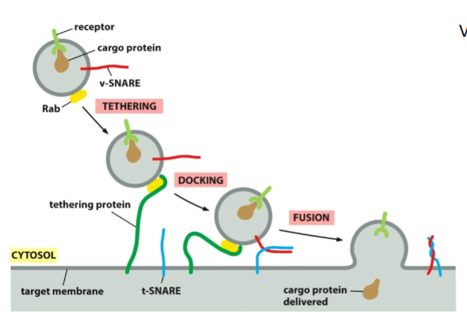 <p>every vesicle has a <strong>molecular ID code</strong> so it fuses with the correct membrane.</p>