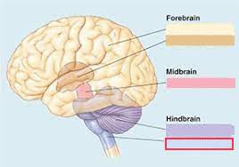 secondary vesicle of the embryonic brain that develops into the medulla