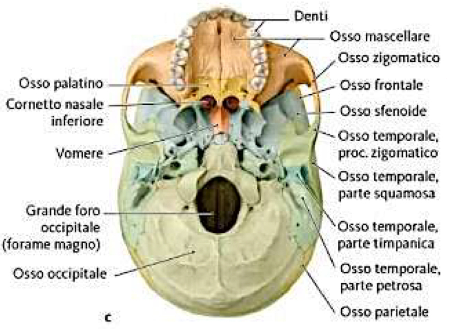 <p>Nella Parte Anteriore (parte viscerocranica):</p><ul><li><p>Arcata alveolare dei Mascellari</p></li><li><p>Processi palatini dei Mascellari + Lamine orizzontali delle Ossa Palatine che vanno a formare lo scheletro del Palato Duro (che separa cavità orale e nasale)</p></li></ul><p>Nella Parte Posteriore (parte neurocranica):</p><ul><li><p>Sfenoide</p></li><li><p>Vomere (costituisce parte posteriore setto nasale)</p></li><li><p>Ossa Temporali</p></li><li><p>Osso Occipitale con il forame magno (dove passa il midollo allungato o bulbo insieme a vasi e nervi)</p></li></ul><p></p>