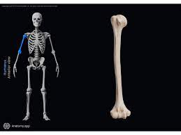 long bone in arm