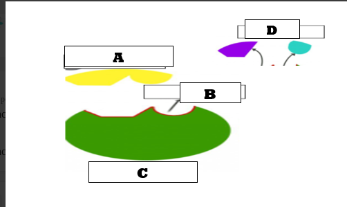 <p>What does letter B represent?</p>