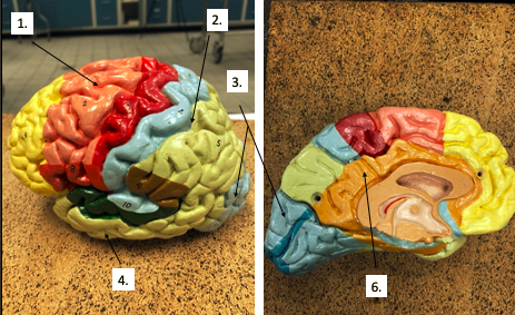 <p>What lobe is #3?</p>