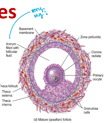 <ol start="4"><li><p>Graafian follicles (mature secondary follicles)</p></li></ol><ul><li><p>small fluid-filled sacs merge forming a fluid filled cavity in the follicle called the<strong> antrum</strong></p><ul><li><p>this structure moves closer to the ovary surface</p></li></ul></li><li><p>the corona radiata is the layer of granulosa cells that immediately surround the oocyte</p><ul><li><p>it is this structure that will be ovulated</p></li></ul></li><li><p>rising levels of estrogen produced by the follicle trigger an <strong>increase in luteinizing hormone (LH)</strong></p><ul><li><p>the increasing level of LH trigger the completion of meiosis I <strong>generating a secondary oocyte</strong> → arrests at the beginning of metaphase II (went through meiosis I)</p></li><li><p>the LH surge also triggers ovulation</p><ul><li><p>the Graafian follicle bursts and release the secondary oocyte into the peritoneal cavity</p></li><li><p>the ovulated oocyte consists of the oocyte, the <strong>zona pellucida and the corona radiata</strong></p></li></ul></li></ul></li></ul><p></p>