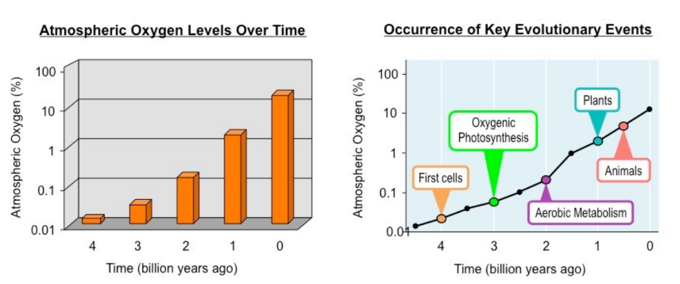 <ul><li><p>Theorised oxygen producing bacteria 2-3 billion years ago evolved through a process eventually known as photosynthesis</p></li><li><p>Transformed the planet</p></li><li><p>This led to some key events such as the production of oxidized compounds, the evolution of aerobic organisms, and the changing of the Earth&apos;s atmosphere. The subsequent formation of an ozone layer restricted UV radiation to allow for the proliferation of a wider range of life forms.</p></li></ul>