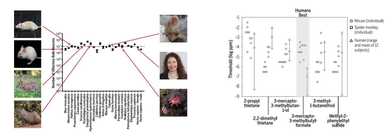 <ul><li><p><strong>humans have a poor sense of smell compared to other animals, like dogs</strong></p></li><li><p>Correction: Humans don’t have poor smell compared to other species</p><ul><li><p>Olfactory bulb only small relative to brain</p></li><li><p>The&nbsp;<strong>olfactory bulb</strong>&nbsp;is only&nbsp;<strong>small relative to overall brain size</strong>, not in absolute terms</p></li></ul></li></ul><p></p>