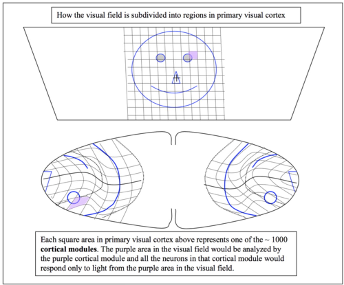 <p>B. In V1 (primary visual cortex) how is information analyzed?<br>1. The visual field is broken up into approximately 1000 parts and information from each<br>location is analyzed by neurons in ~ 1000 different cortical modules.</p>