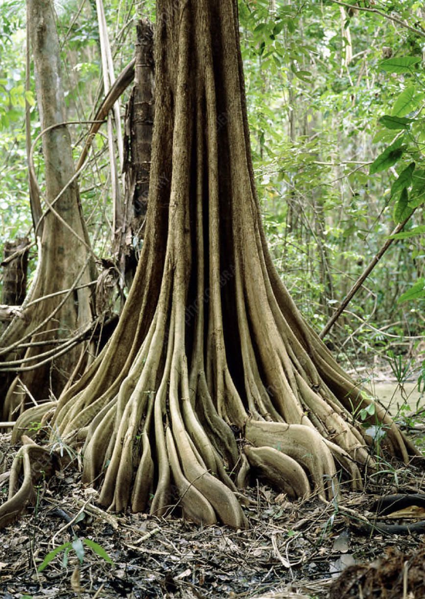 <ul><li><p>support tall trunks of some tropical trees “like buttresses.” Ex. Silk Cotton Tree</p></li><li><p>Modified Root</p></li></ul>