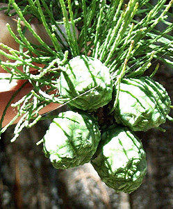 <p>Scientific Name</p>