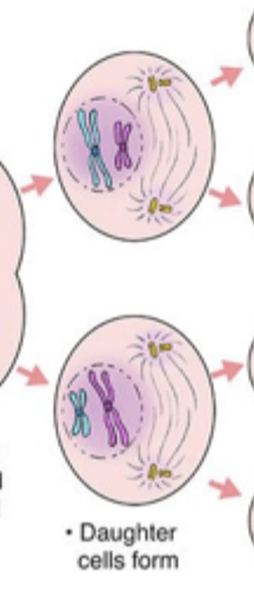 <p>nuclei have half the amount of DNA the parent cell had</p>