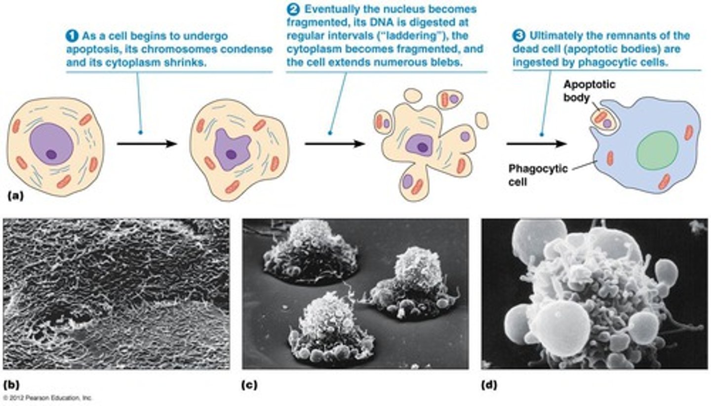 <p>programmed cell death; cell receives death signal which activates proteins that lead to digestion of DNA, the organelles fragment, cell shrinks and forms blebs, cell is "eaten" by a phagocyte</p>