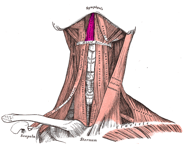suprahyoid muscles 