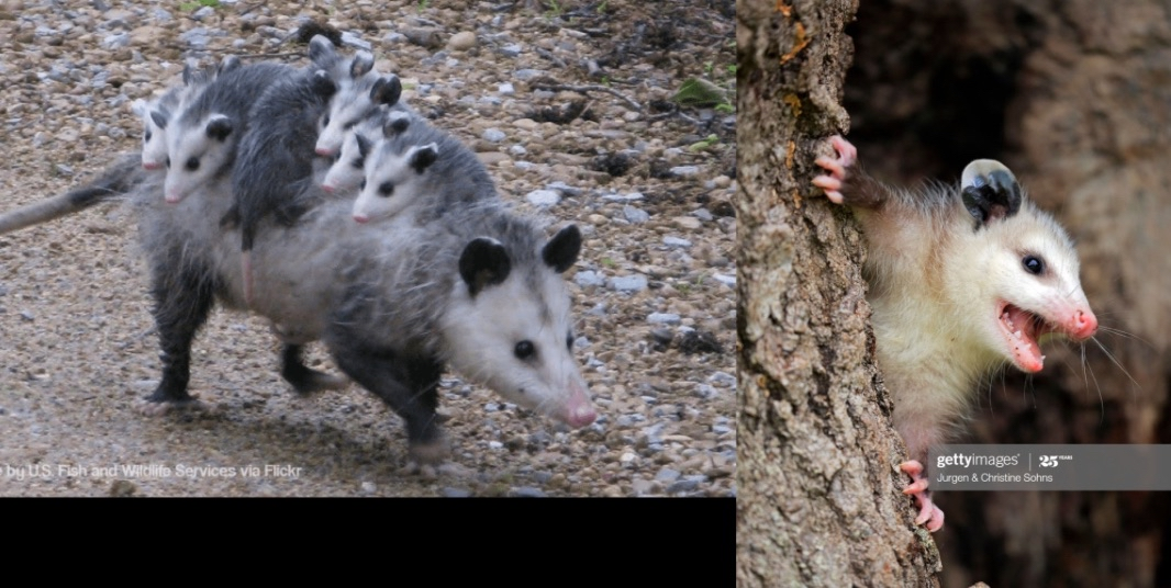 <p>American opossums</p>