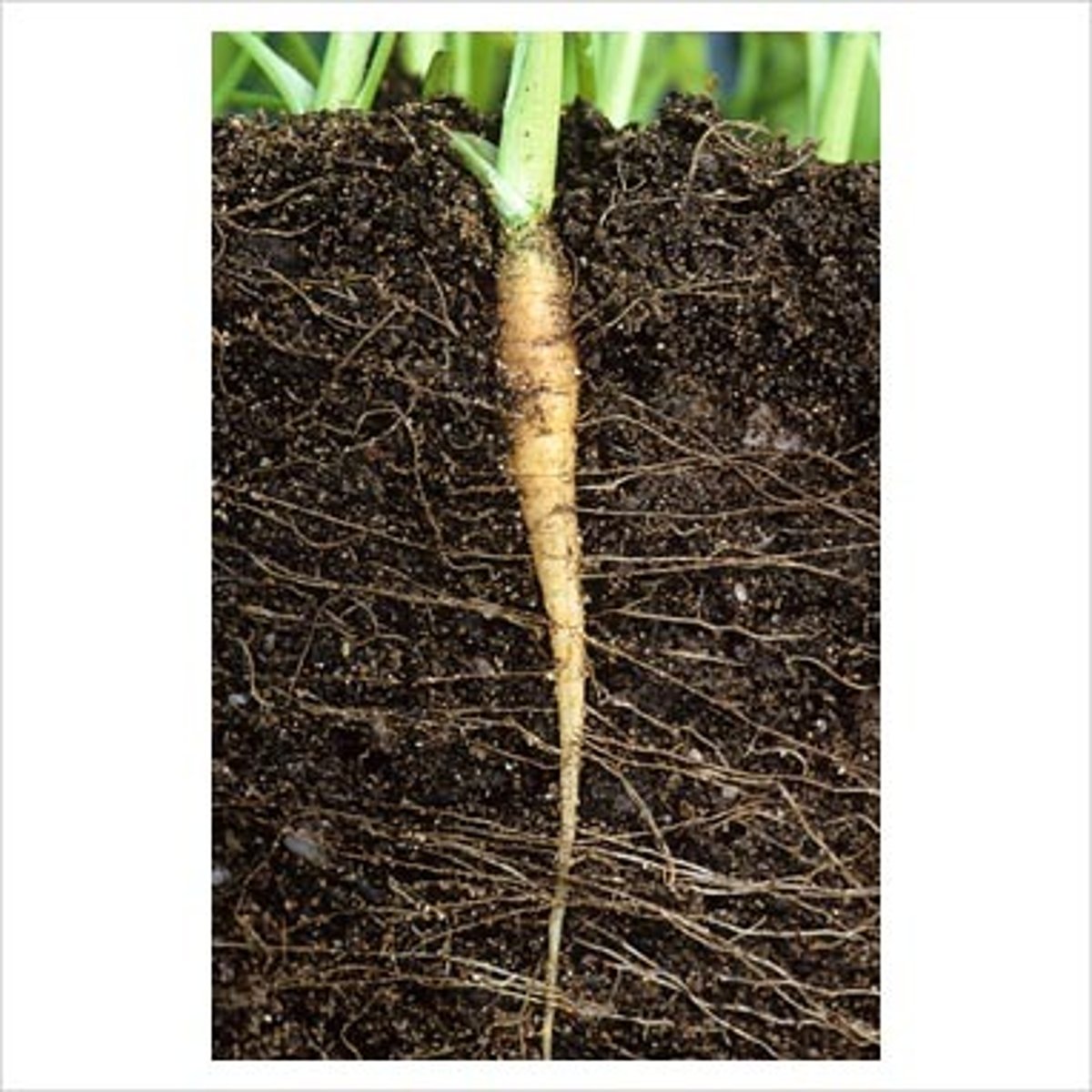 <p>seen in most eudicots that have one large primary root that normally functions as a storage system with smaller lateral roots extending off the primary root (e.g. carrots)</p>