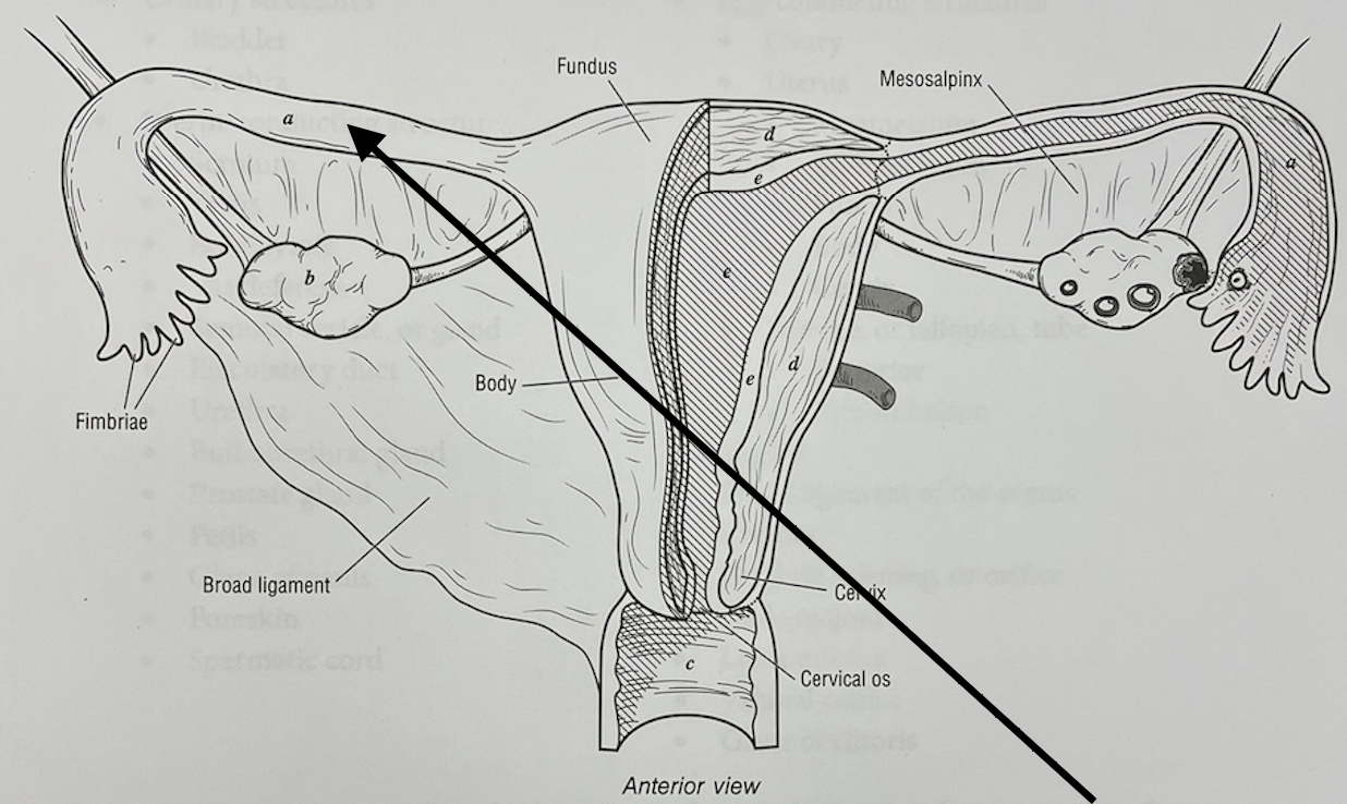 <p>what structure is this</p>