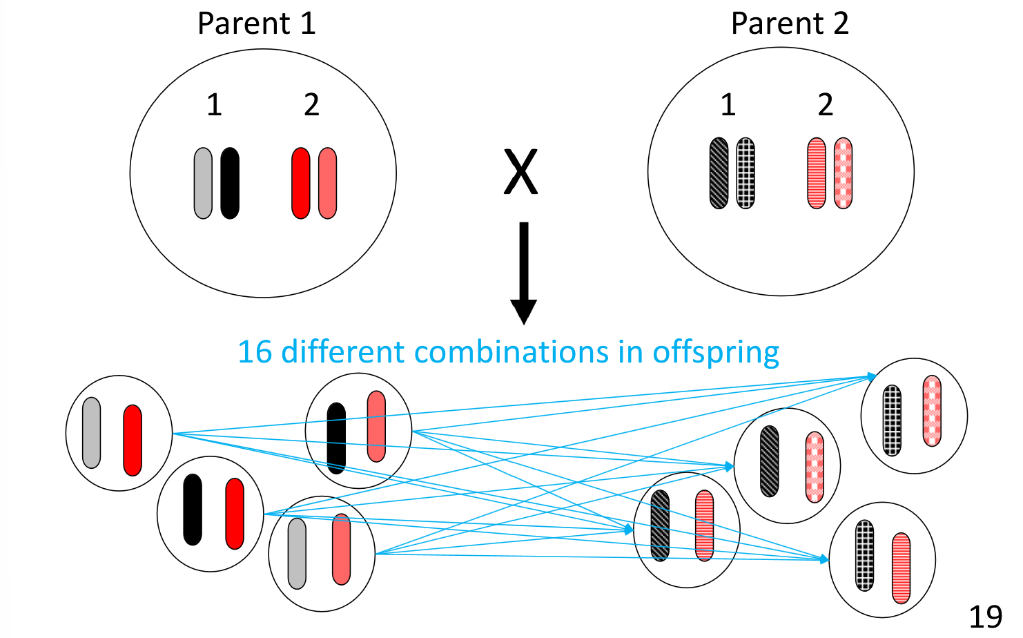 <p>Even small amounts of genomes can create major variation in offspring (ex. 2 diploid genes from each organism can create up to 16 different combinations)</p><p>2^n gamete combinations for organisms, where n is the number of chromosomal pairs</p>