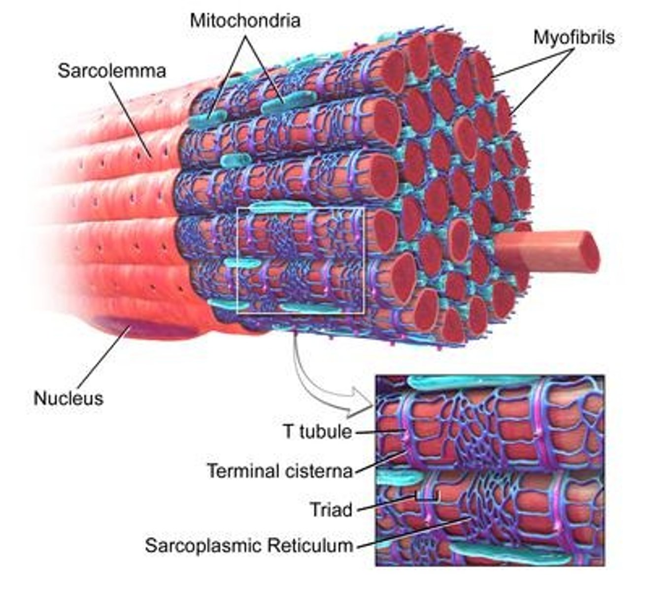 <p>Connections between cardiac muscle fibers.</p>