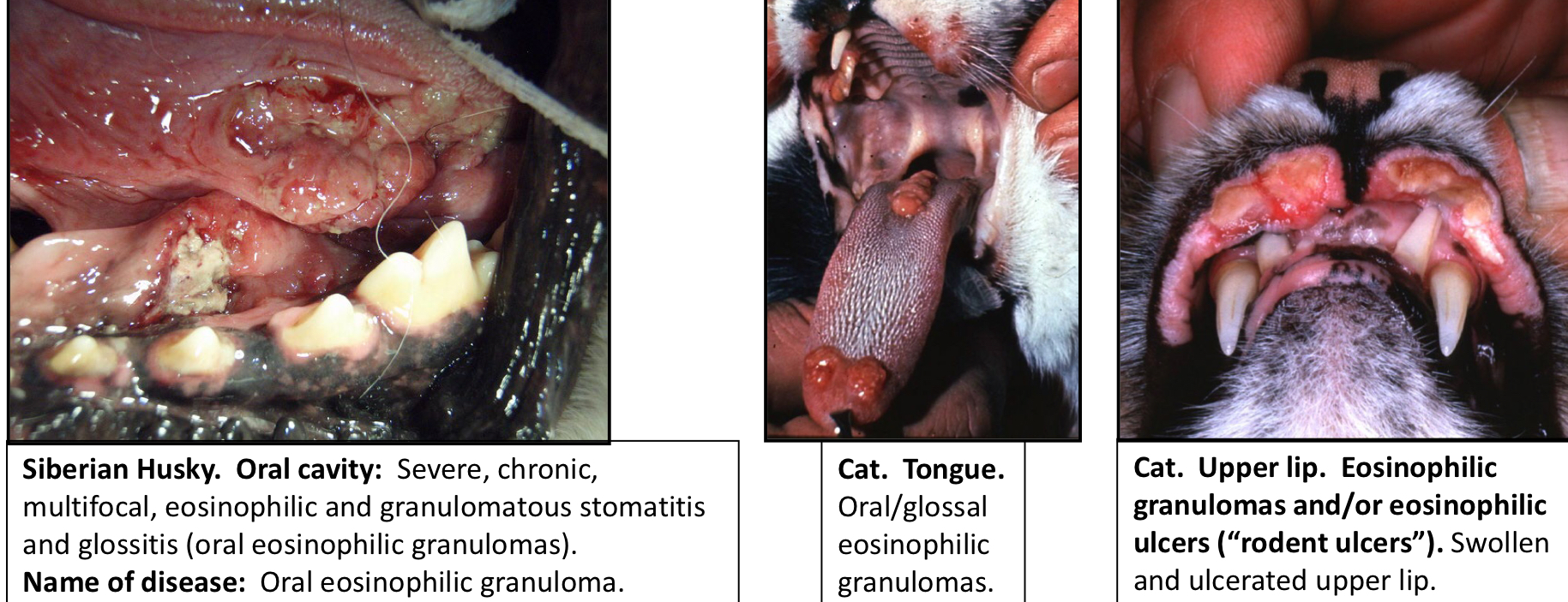 <ul><li><p>Affects cats mostly (sometimes Huskies)</p><ul><li><p>aka Oral eosinophilic granulomas and/or eosinophilic ulcers</p></li></ul></li><li><p>Appears like an ulcerated tumor</p></li></ul><p></p>